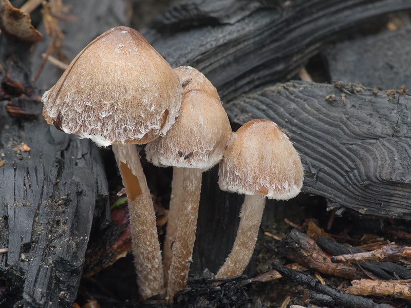 Psathyrella pennata